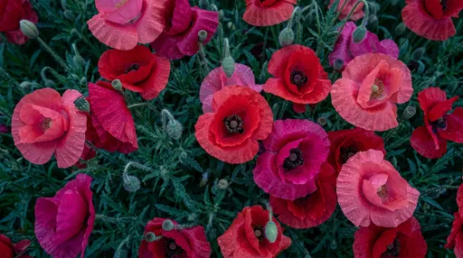 Overhead View of Dewy Blooming Poppies