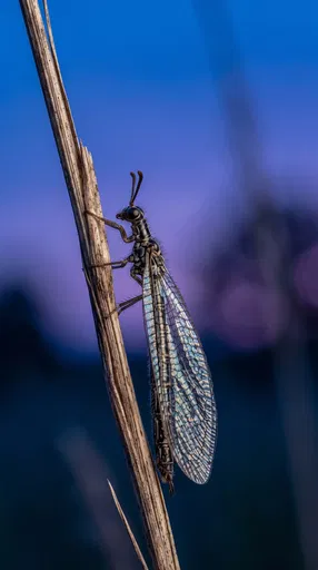 Adult Antlion on Dry Grass Stem