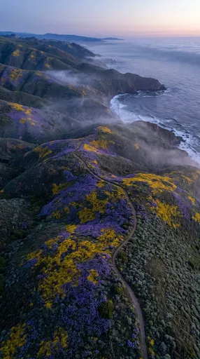 Aerial Coastal Hills Wildflower Superbloom