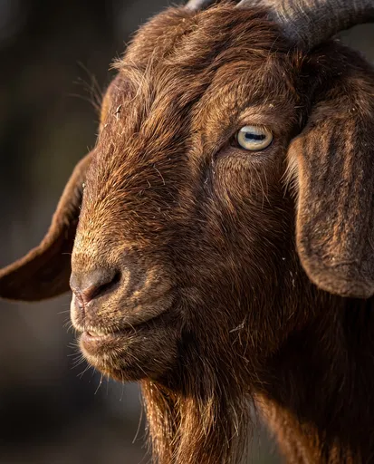 Close-Up Portrait of Chestnut Goat
