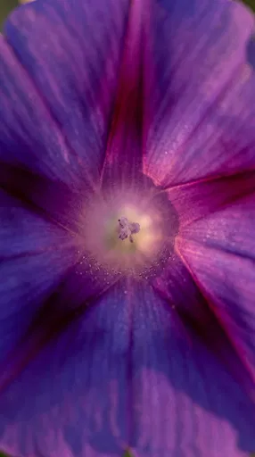 Macro Close-Up of Purple Morning Glory
