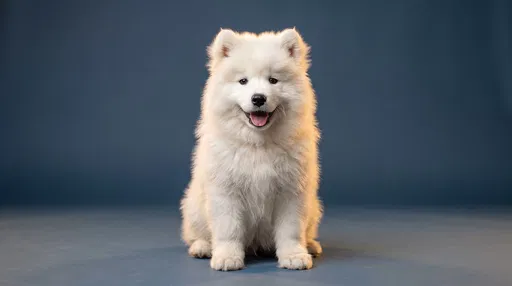 Fluffy White Samoyed Puppy Studio Portrait