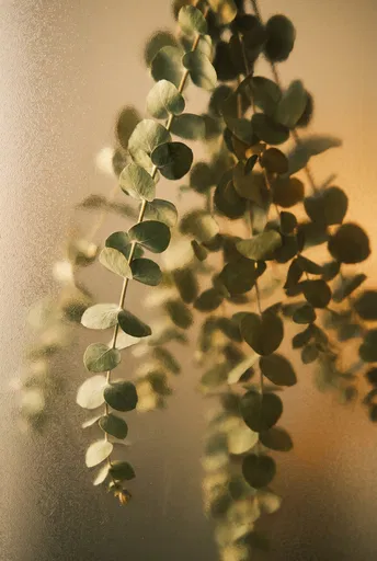 Eucalyptus Branches and Frosted Glass