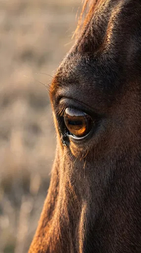 Close-Up of Brown Horse Eye