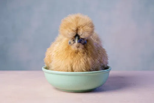 Fluffy Buff Silkie Hen in Mint Bowl