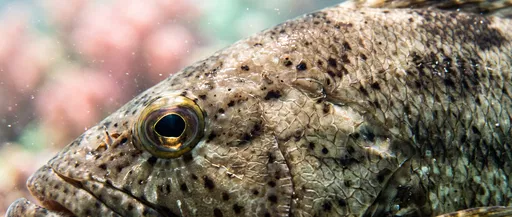 Macro Close-Up of Camouflage Grouper Fish