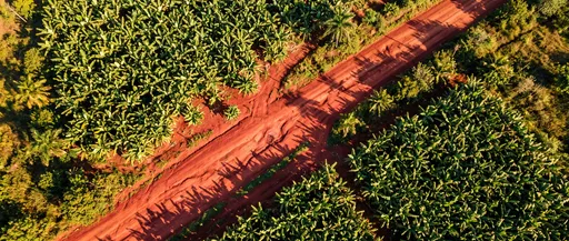 Aerial Red Dirt Road Through Banana Groves