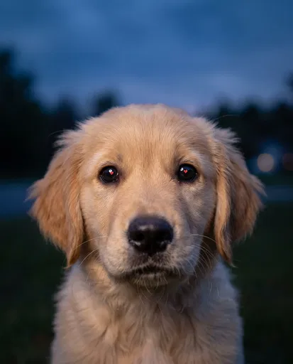 Golden Retriever Puppy With Heart Eye Reflections