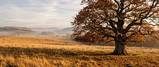 Ancient Autumn Oak Tree in Misty Meadow