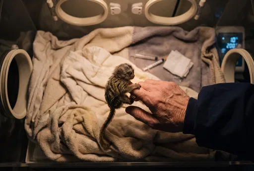 Tiny Rescued Monkey on Veterinarian Finger