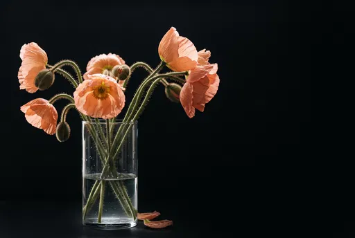 Peach Icelandic Poppies on Black Background