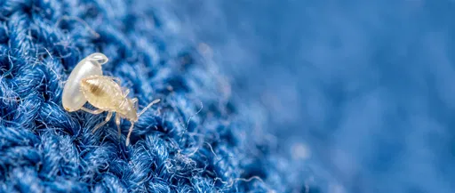 Newly Hatched Bed Bug Nymph and Egg