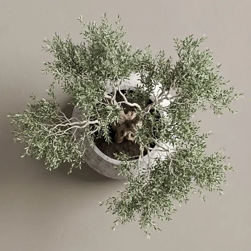 Overhead View of Potted Olive Tree