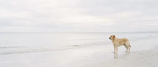 Yellow Labrador Standing on Minimalist White Beach