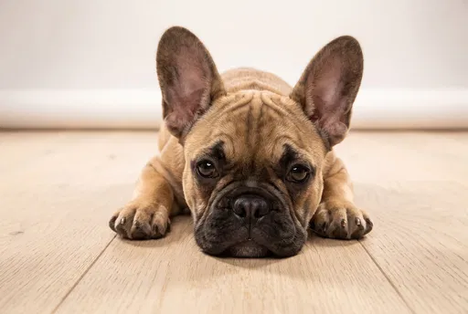 Fawn French Bulldog Puppy on Wood Floor
