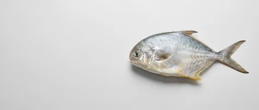 Whole Raw Pompano on Gray Background