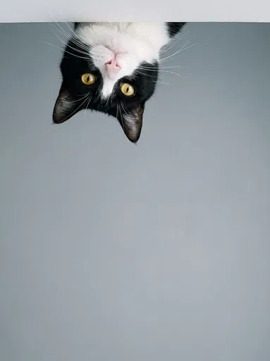 Upside Down Tuxedo Cat Peeking Over Edge