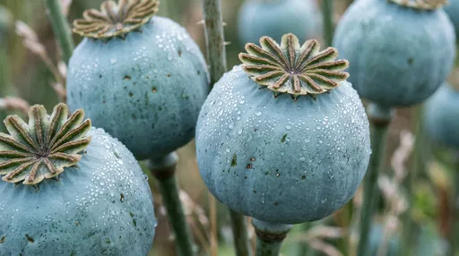 Blue-Green Poppy Seed Pods With Dewdrops