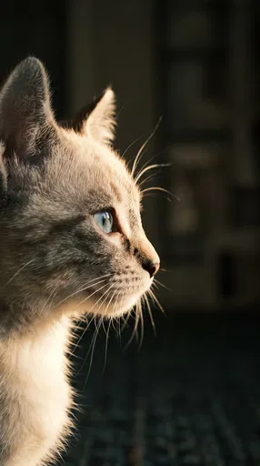 Lynx Point Siamese Kitten in Profile