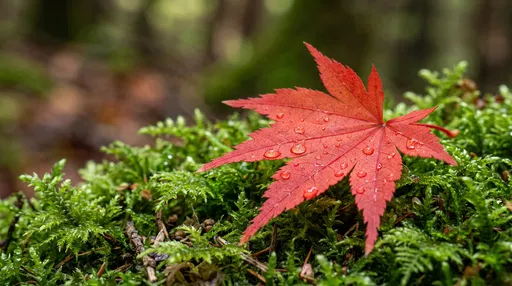 Red Maple Leaf on Green Moss