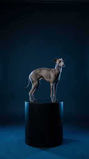 Italian Greyhound on Black Studio Pedestal