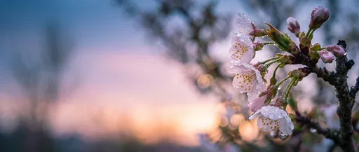 Cherry Blossoms With Dewdrops at Dawn