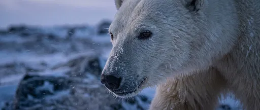 Close-Up of Polar Bear in Twilight