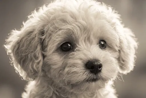 Warm Monochrome Maltipoo Puppy Close-Up Portrait