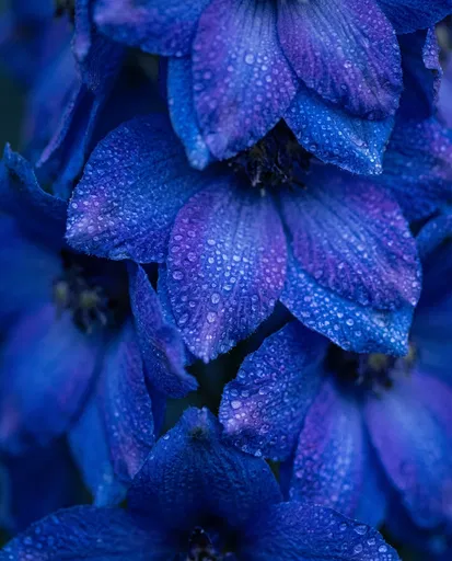 Dewy Indigo Blue Delphinium Petals Close-Up