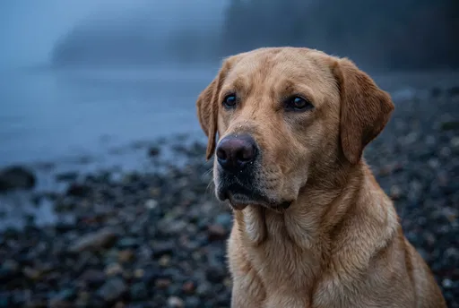 Golden Labrador Retriever on Misty Pebble Beach