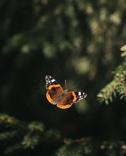 Red Admiral Butterfly Flying in Forest