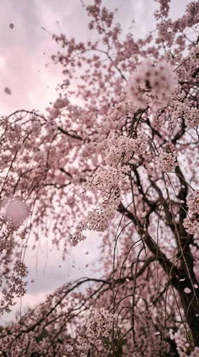 Weeping Cherry Blossoms Against Pink Sky