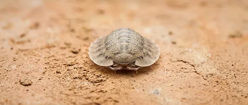Flat Woodlouse on Terracotta Clay
