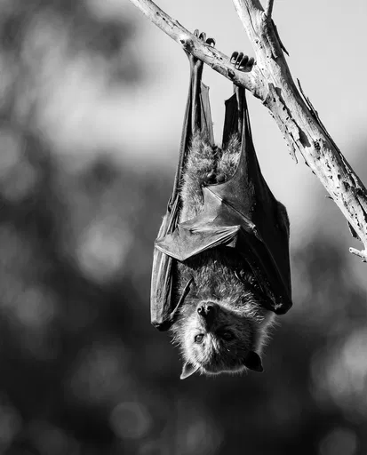 Monochrome Portrait of Hanging Flying Fox