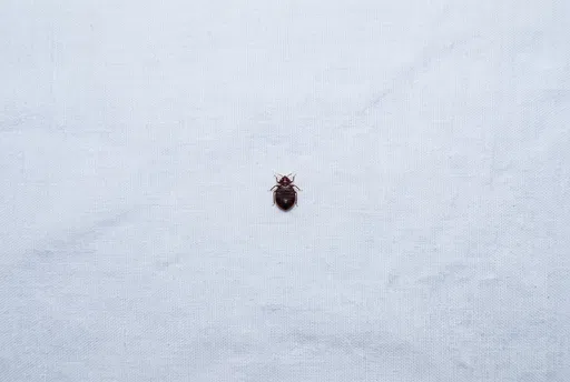 Single Bed Bug Centered on White Bedsheet