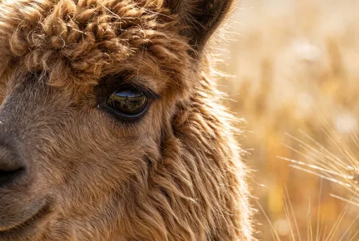 Close-Up of Brown Alpaca in Field