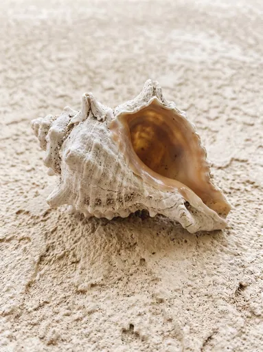 Weathered Murex Shell on Beige Stucco