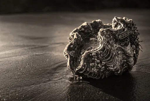 Barnacle Encrusted Clam Shell on Wet Sand