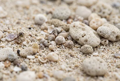 Macro Coral Pebbles and Spiral Shells