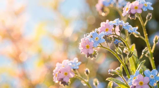 Pastel Pink and Blue Forget-Me-Not Blossoms