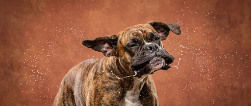 Brindle Boxer Dog Shaking Head