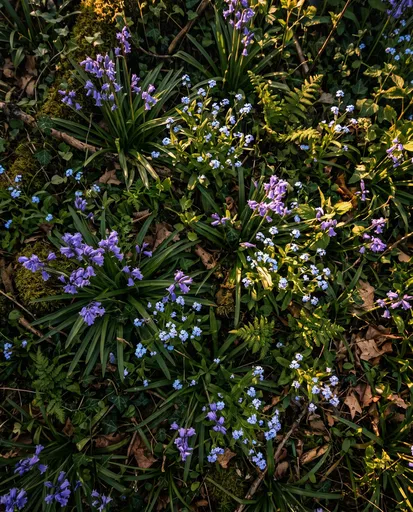 Overhead View of Woodland Bluebells and Forget-Me-Nots