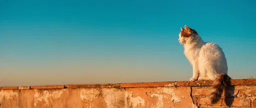 Turkish Van Cat on Terracotta Wall