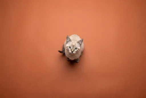 Overhead View of Lynx Point Siamese Kitten