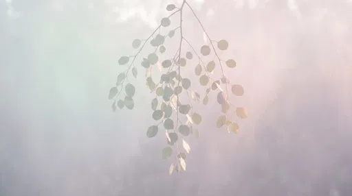 Dreamy Pastel Mist Eucalyptus Branch