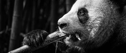 Monochrome Giant Panda Eating Bamboo Profile