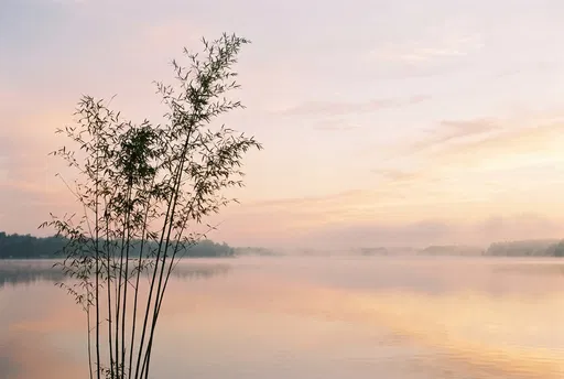 Bamboo Silhouette by Misty Sunrise Lake