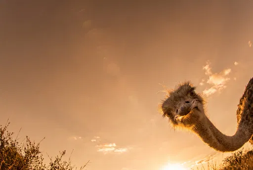 Curious Ostrich Looking Down at Sunset