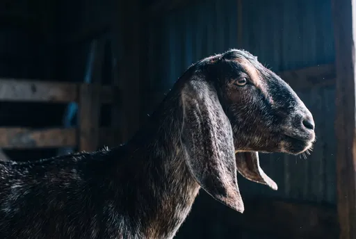 Side Profile of Anglo-Nubian Goat in Barn