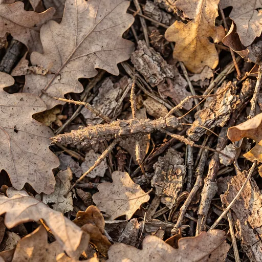 Camouflaged Stick Insect on Dry Leaves